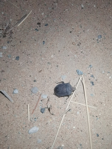 Arabian Desert Shield Bug