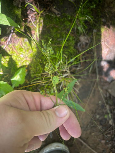 Penstemon pallidus, photograph 6