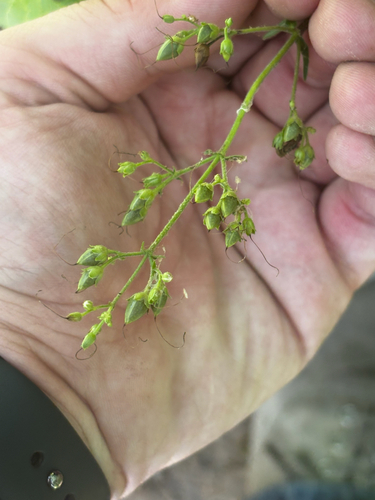 Penstemon pallidus, photograph 5