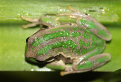 Gastrotheca cuencana