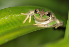Gastrotheca cuencana