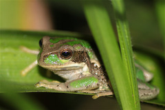 Gastrotheca cuencana