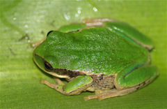 Gastrotheca cuencana