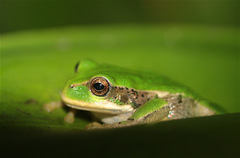 Gastrotheca cuencana