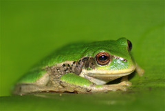 Gastrotheca cuencana