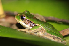 Gastrotheca cuencana