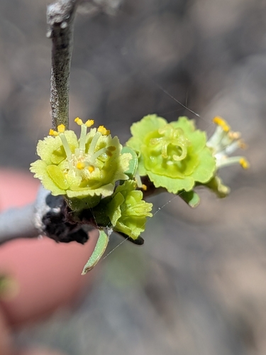 Euphorbia californica, photograph 2