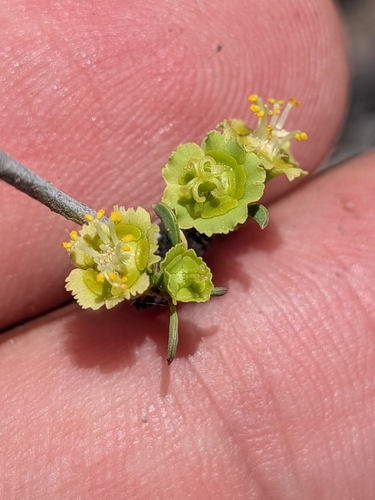 Euphorbia californica, photograph 3