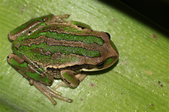 Gastrotheca cuencana