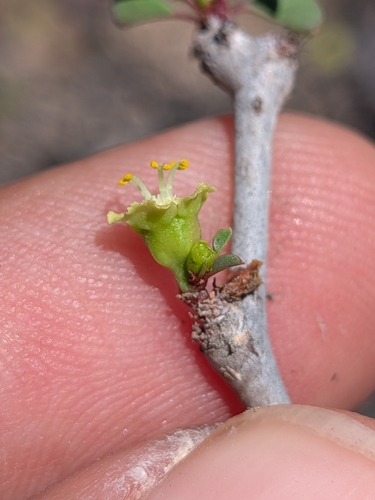 Euphorbia californica, photograph 4