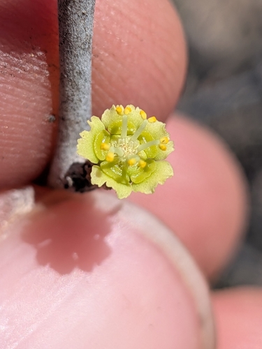 Euphorbia californica, photograph 5