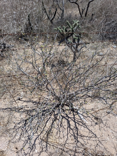 Euphorbia californica, photograph 6