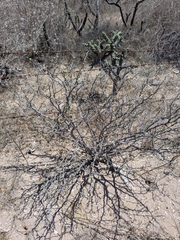 Euphorbia californica, photograph (c) Abraham Sánchez Romero, some rights reserved (CC BY)