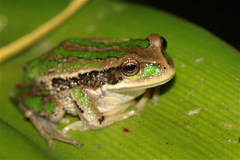 Gastrotheca cuencana