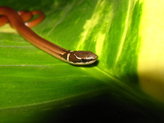 Coniophanes meridanus