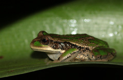 Gastrotheca cuencana