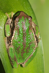 Gastrotheca cuencana