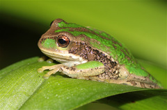 Gastrotheca cuencana