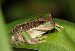 Gastrotheca cuencana