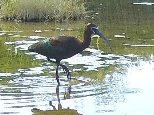 White-faced Ibis