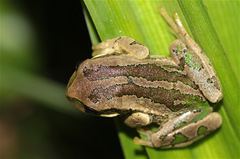 Gastrotheca cuencana