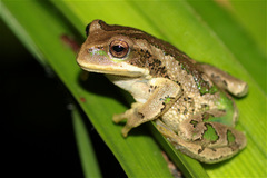 Gastrotheca cuencana