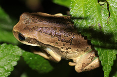 Gastrotheca cuencana