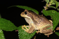 Gastrotheca cuencana