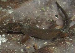 Pseudogonatodes guianensis