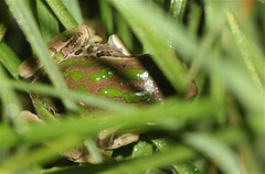 Gastrotheca cuencana