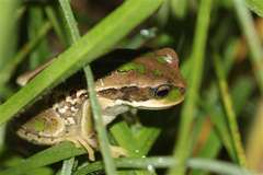 Gastrotheca cuencana