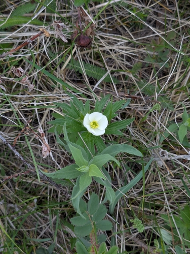 Canada anemone