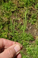 Brachypodium distachyon