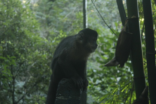 Black capuchin