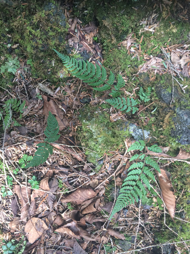 Dryopteris saxifraga iNat (3)
