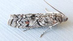 Passadenoides montanus