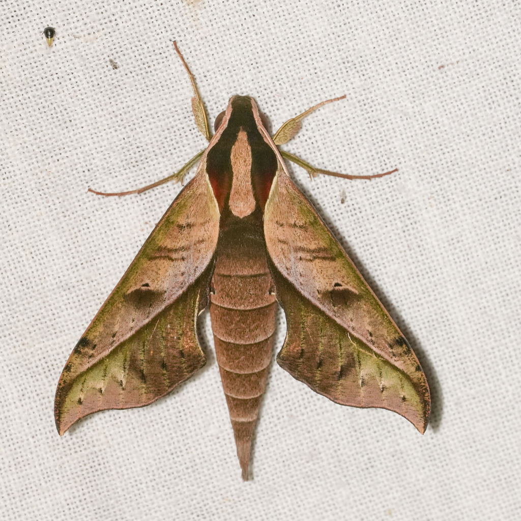 Xylophanes epaphus