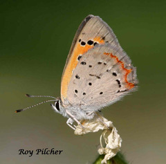 Lycaena phlaeas hypophlaeas