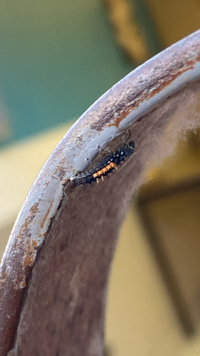 Asian Lady Beetle