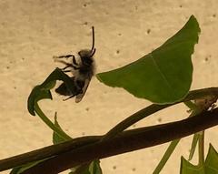 Andrena cineraria