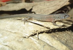 Loxopholis parietalis