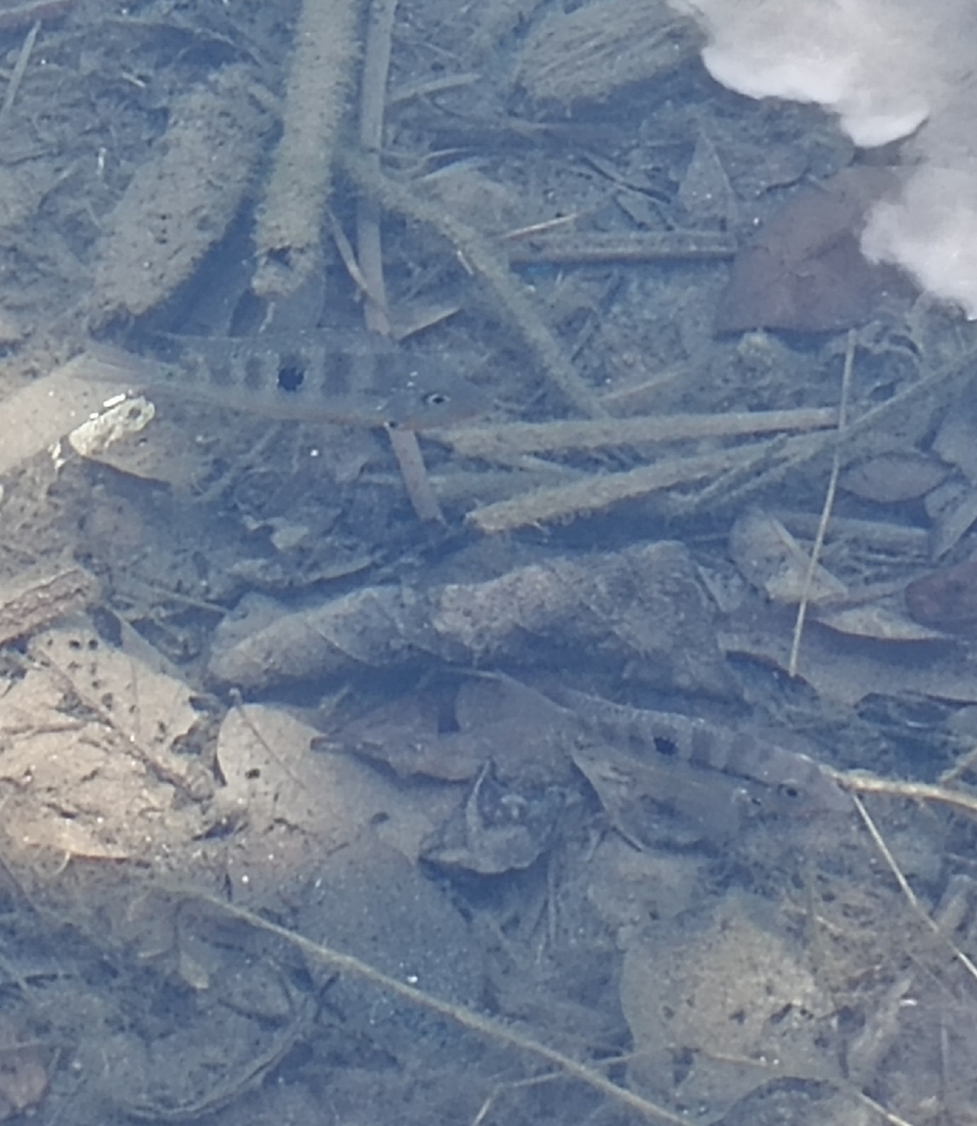 Firemouth (Thorichthys meeki) — Cichlidae