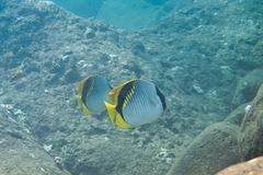Chaetodon lineolatus