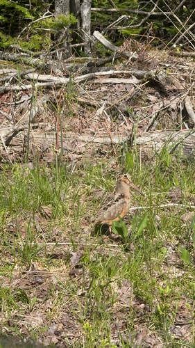 American Woodcock observed by marylegorburu