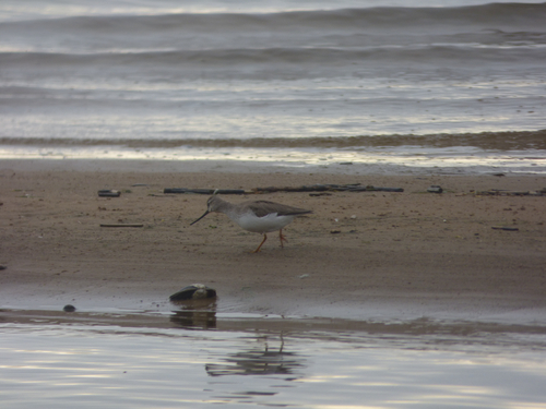iNaturalist image