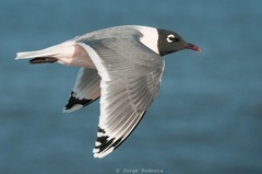 Franklin's Gull - Photo (c) georg32sea, some rights reserved (CC BY-NC)