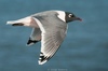 Franklin's Gull - Photo (c) georg32sea, some rights reserved (CC BY-NC)