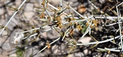 Ephedra nevadensis