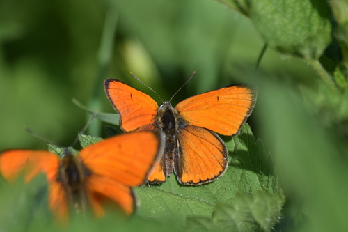 Lycaena dispar