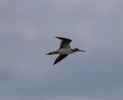 iNaturalist image